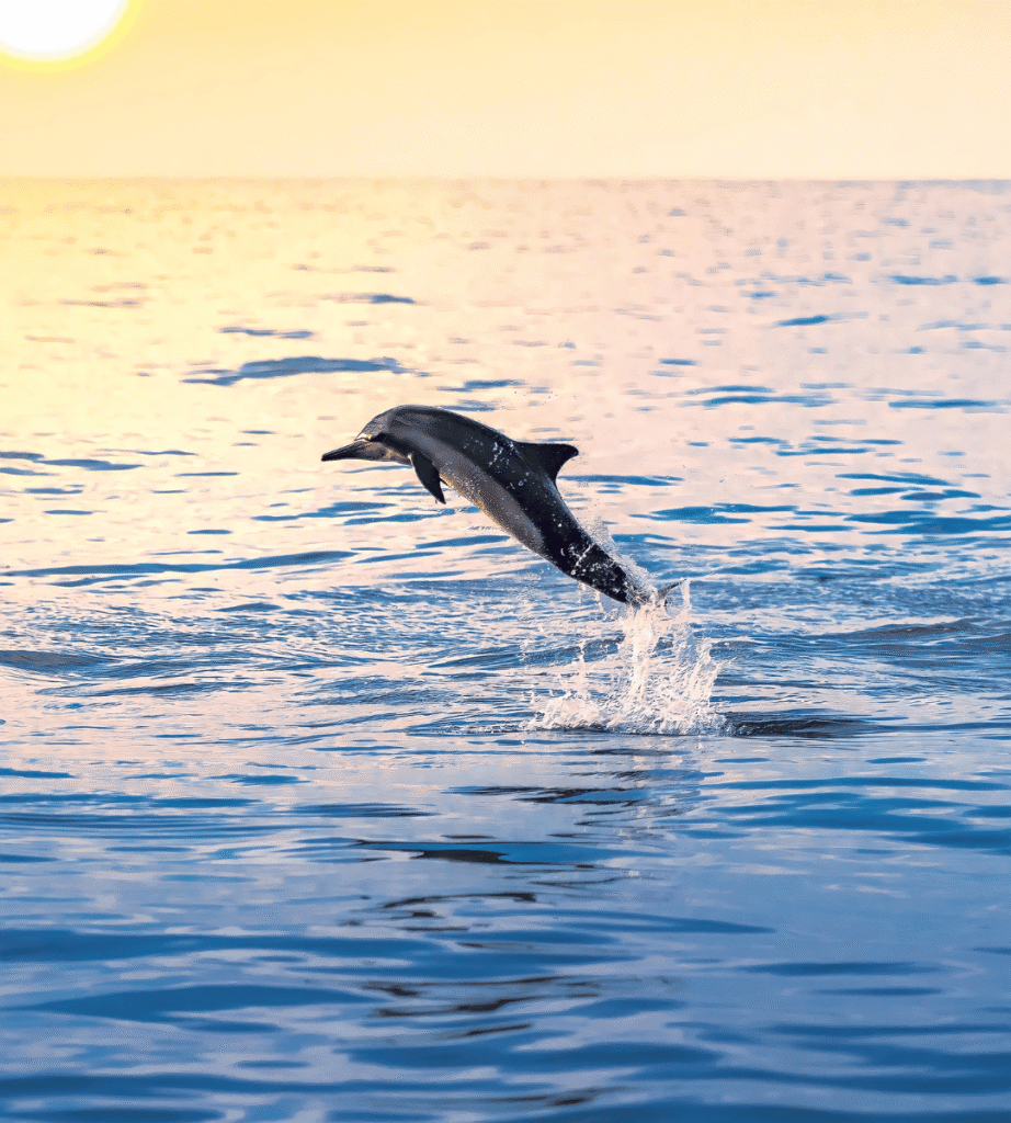 dolphin watching in tenerife